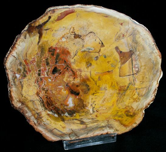 Beautiful Araucaria Petrified Wood Slab - x #6757